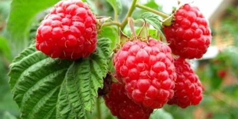 Korisna svojstva maline i njenih listova